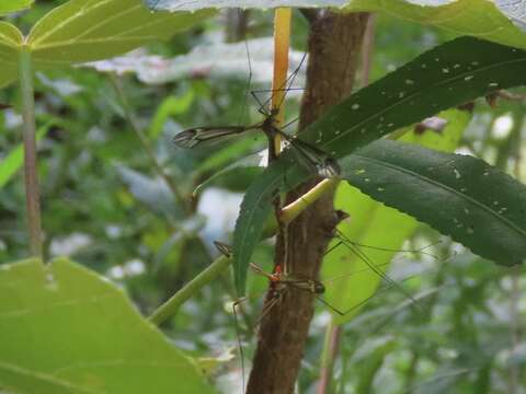 Tipula (Yamatotipula) concava Alexander 1926的圖片