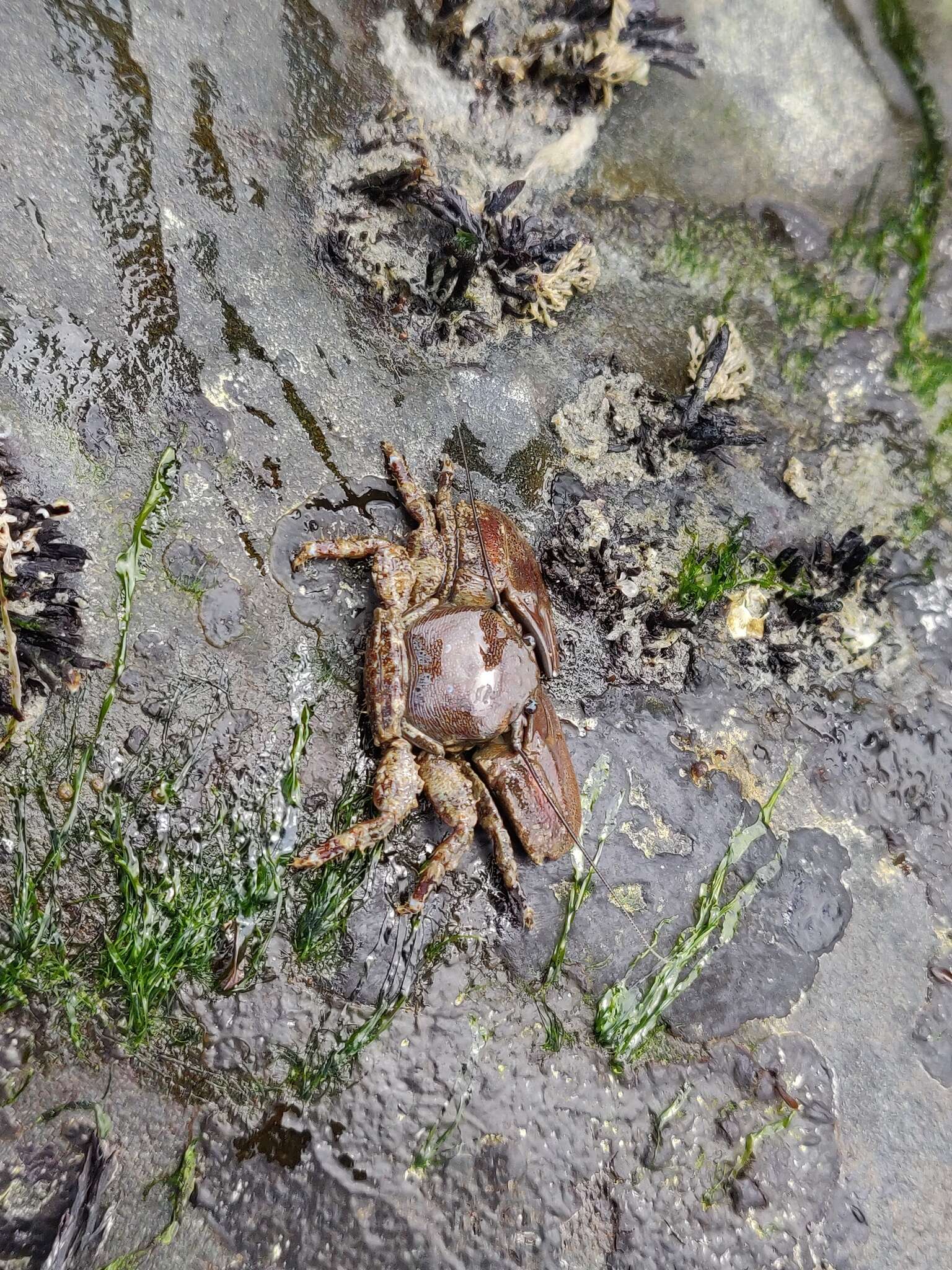 Image of flattop crab