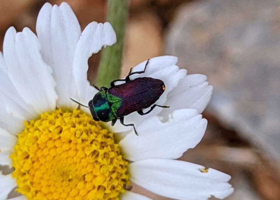 Image of Pasture Splendour Beetle