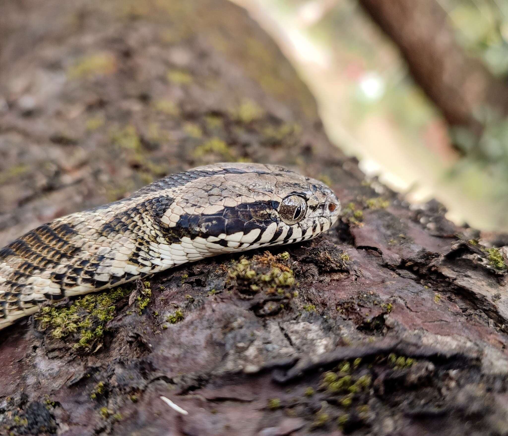 Image of Forsten's Cat Snake