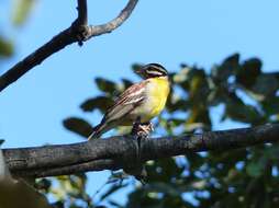 Imagem de Emberiza flaviventris Stephens 1815