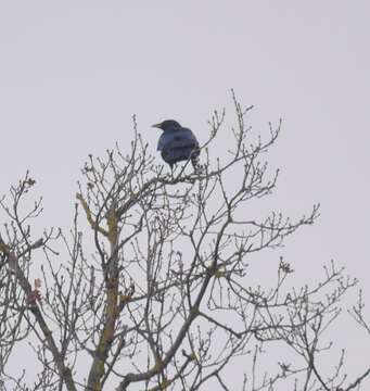 Image of Corvus corone corone Linnaeus 1758