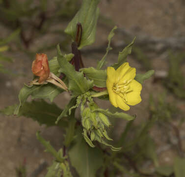 Image of Oenothera coquimbensis C. Gay