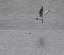 Image of Black-headed Gull