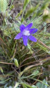 Sivun Brodiaea insignis (Jeps.) Niehaus kuva