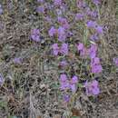 Слика од Clarkia borealis E. Small