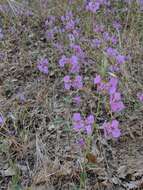 Plancia ëd Clarkia borealis E. Small