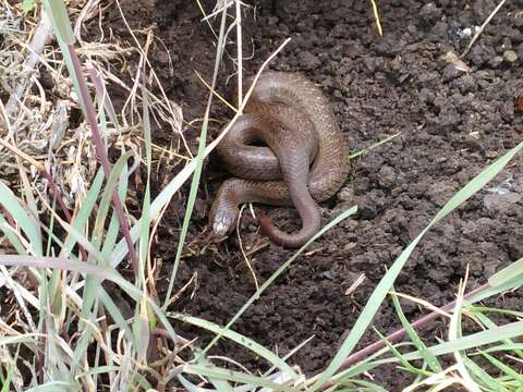 Image of Largenose Earth Snake