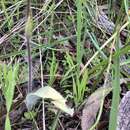 Image of Hairy spider orchid