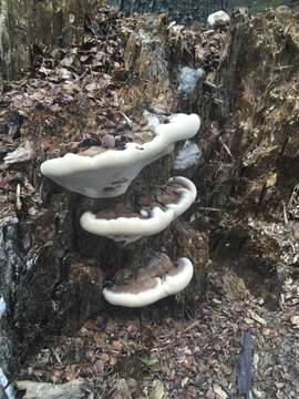 Image of Fomitopsis ochracea Ryvarden & Stokland 2008