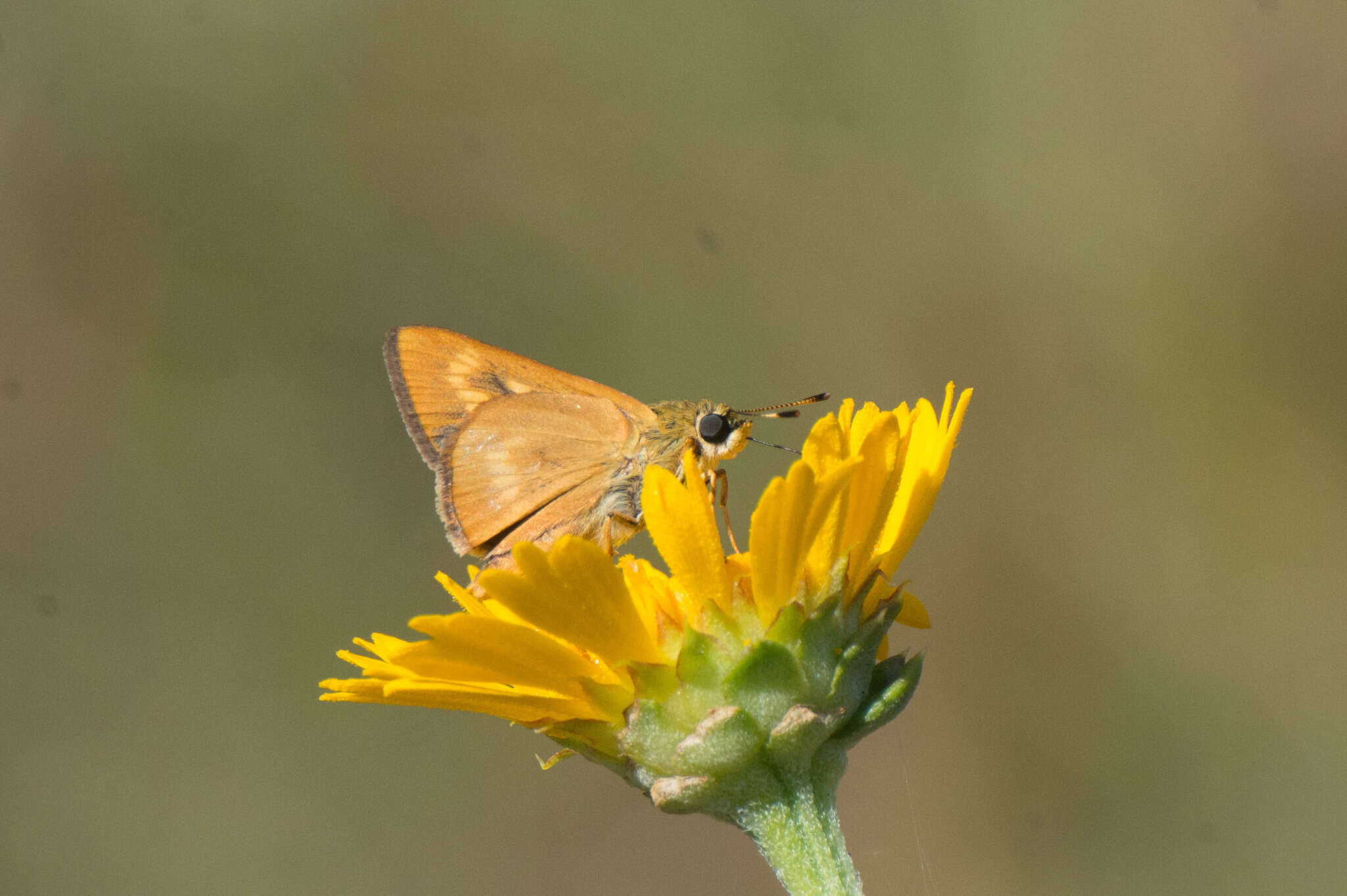 Image of Byssus Skipper