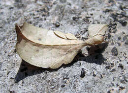 Image of Cryptophyllium westwoodii