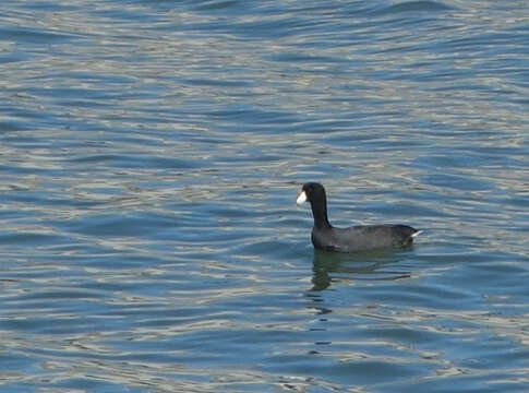 Image of Fulica Linnaeus 1758