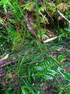 Image of Equisetum ramosissimum subsp. ramosissimum