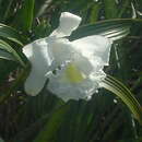 Image of Sobralia granitica G. A. Romero & Carnevali