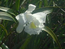 Image of Sobralia granitica G. A. Romero & Carnevali