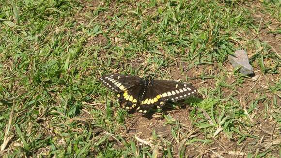 Image of Short-tailed Swallowtail