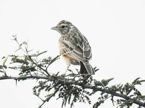 Image of Indian Bush Lark