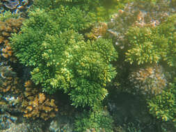 Imagem de Acropora longicyathus (Milne Edwards 1860)