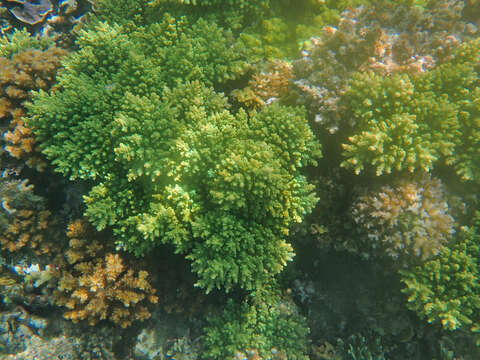 Acropora longicyathus (Milne Edwards 1860)的圖片