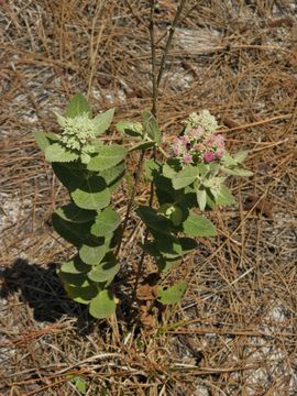Image of Rosy Camphorweed