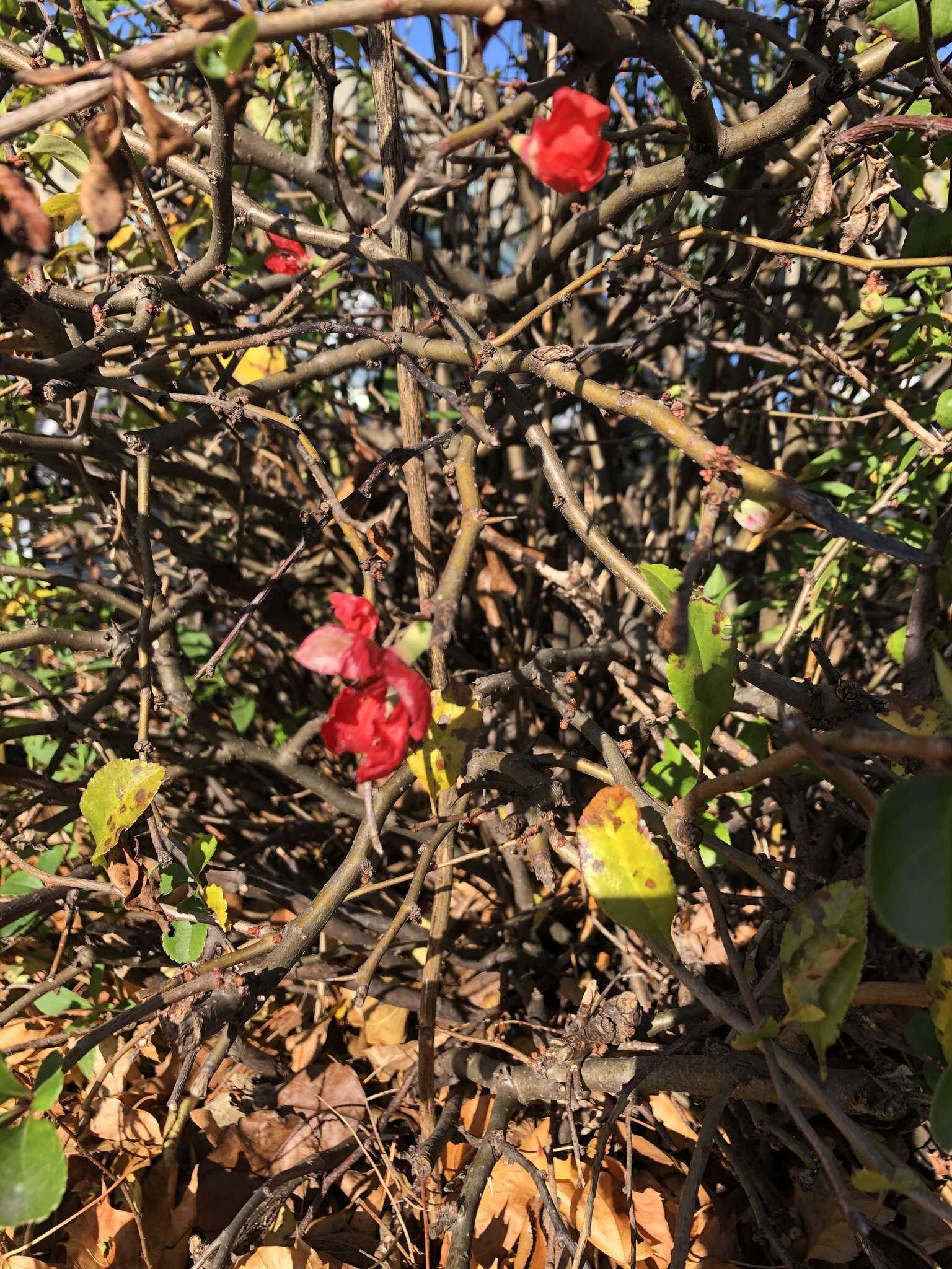 Image of flowering quince