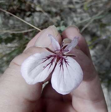 Image of Pelargonium caucalifolium subsp. convolvulifolium (Schltr. ex Knuth) J. J. A. Van der Walt