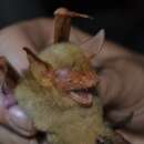 Myotis rufopictus (Waterhouse 1845)的圖片