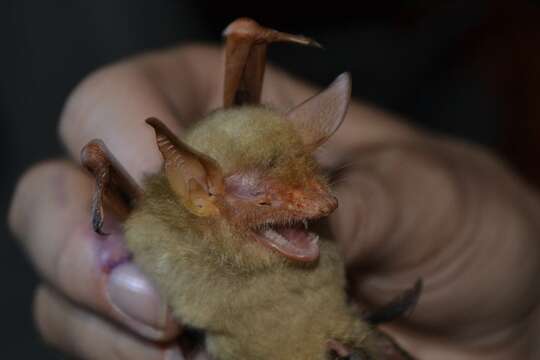 Image of Myotis rufopictus (Waterhouse 1845)