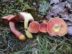 Image of Chalciporus pseudorubinellus (A. H. Sm. & Thiers) L. D. Gómez 1997