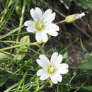 Image of Cerastium purpurascens Adams