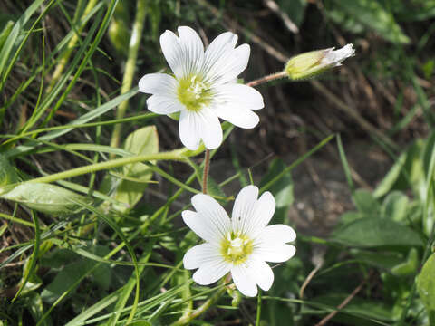 Image of Cerastium purpurascens Adams