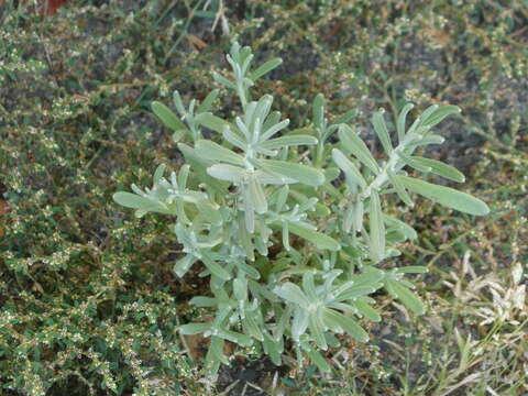 Image of English Lavendar