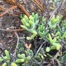 Image of Drosanthemum papillatum L. Bol.