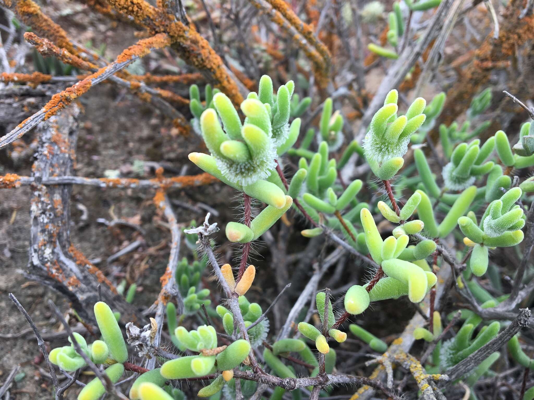 Image of Drosanthemum papillatum L. Bol.