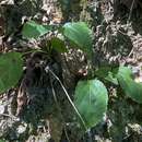 Imagem de Solidago arguta var. boottii (Hook.) E. J. Palmer & Steyerm.