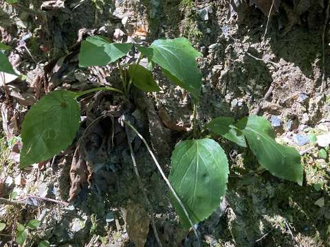 Image of Boott's goldenrod