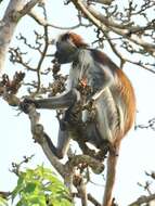 Plancia ëd Piliocolobus kirkii (Gray 1868)