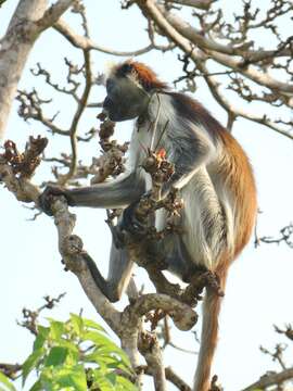 Plancia ëd Piliocolobus kirkii (Gray 1868)