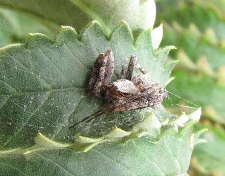 Image of Pararaneus perforatus (Thorell 1899)