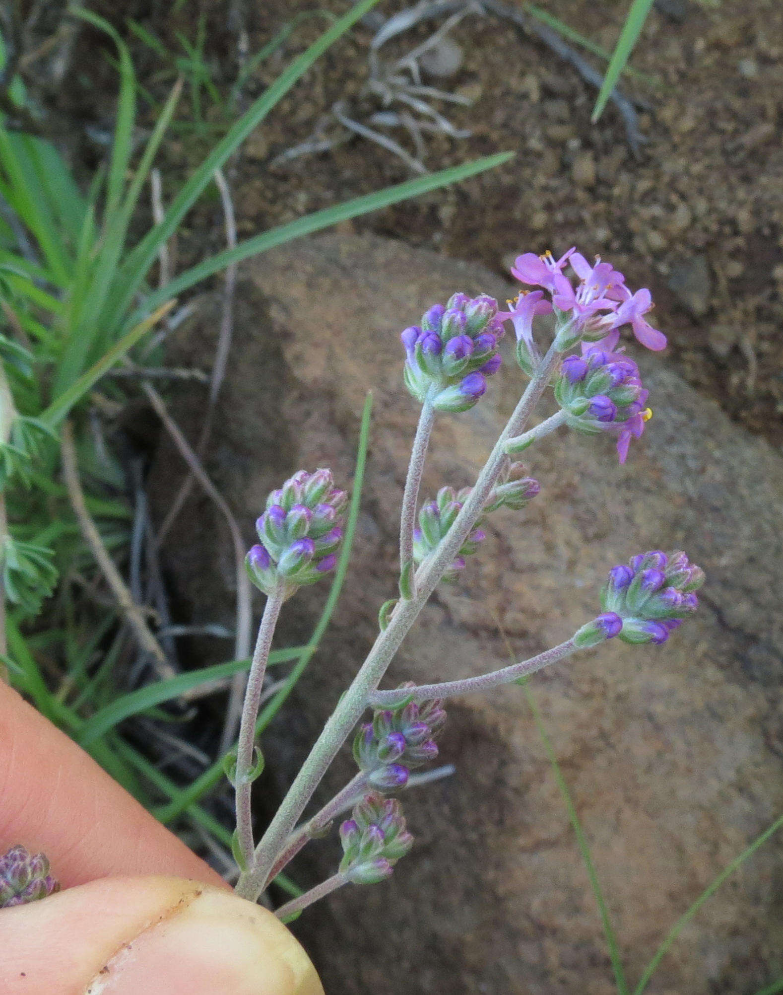 Image of Selago albida Choisy