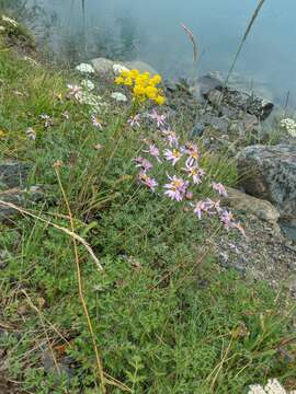 Слика од Chrysanthemum sinuatum Ledeb.