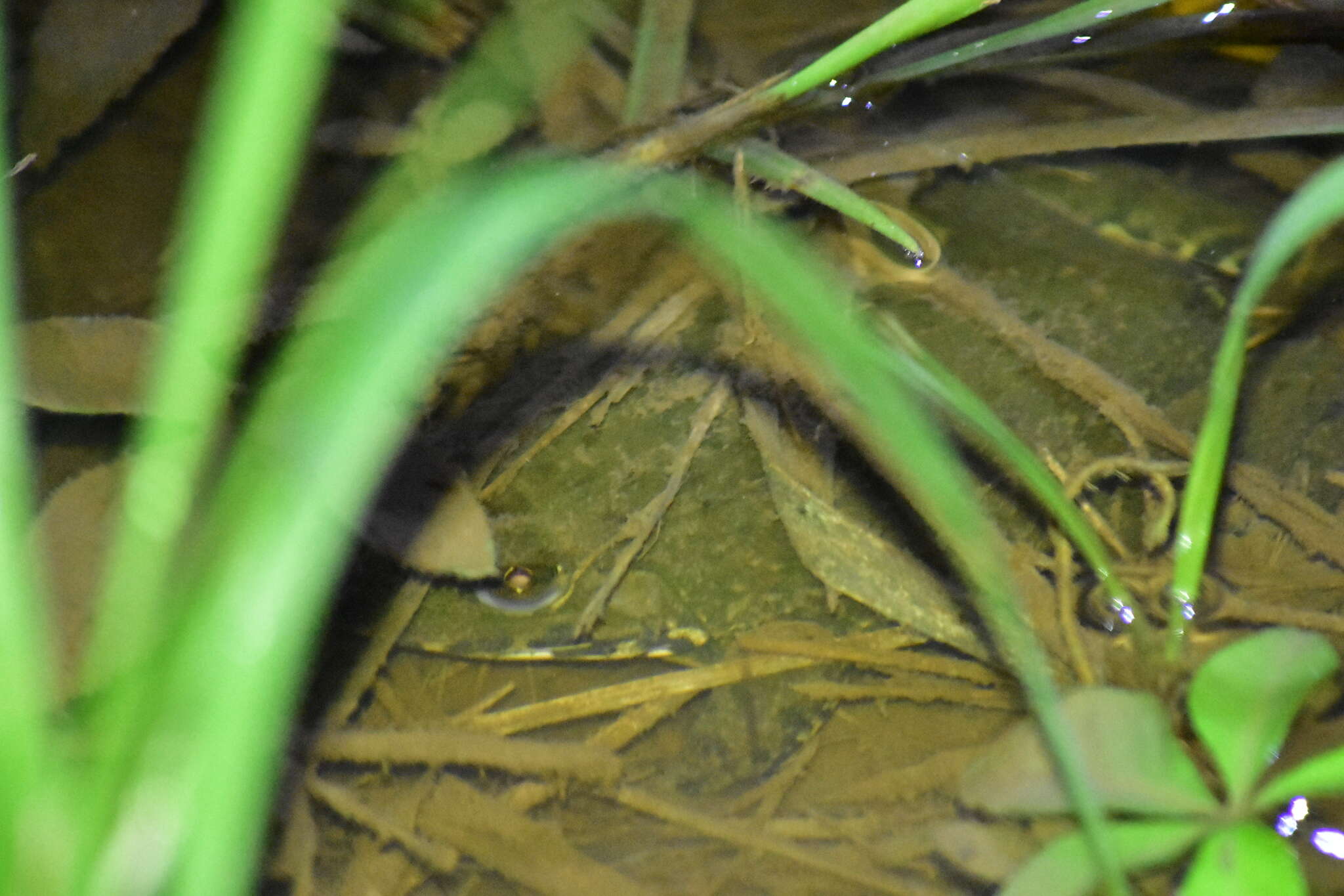 Image of Chinese Edible Frog