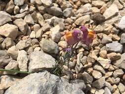 Image of Linaria aeruginea subsp. pruinosa (Sennen & Pau) Chater & Valdis