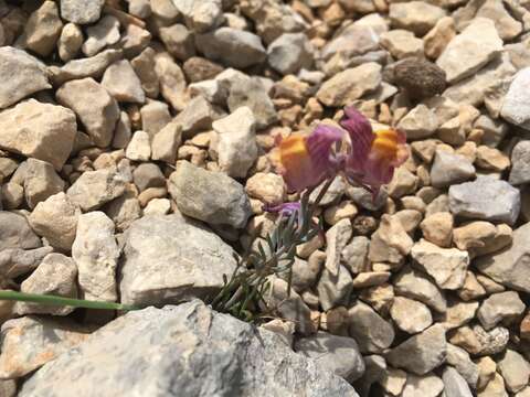 Image of roadside toadflax