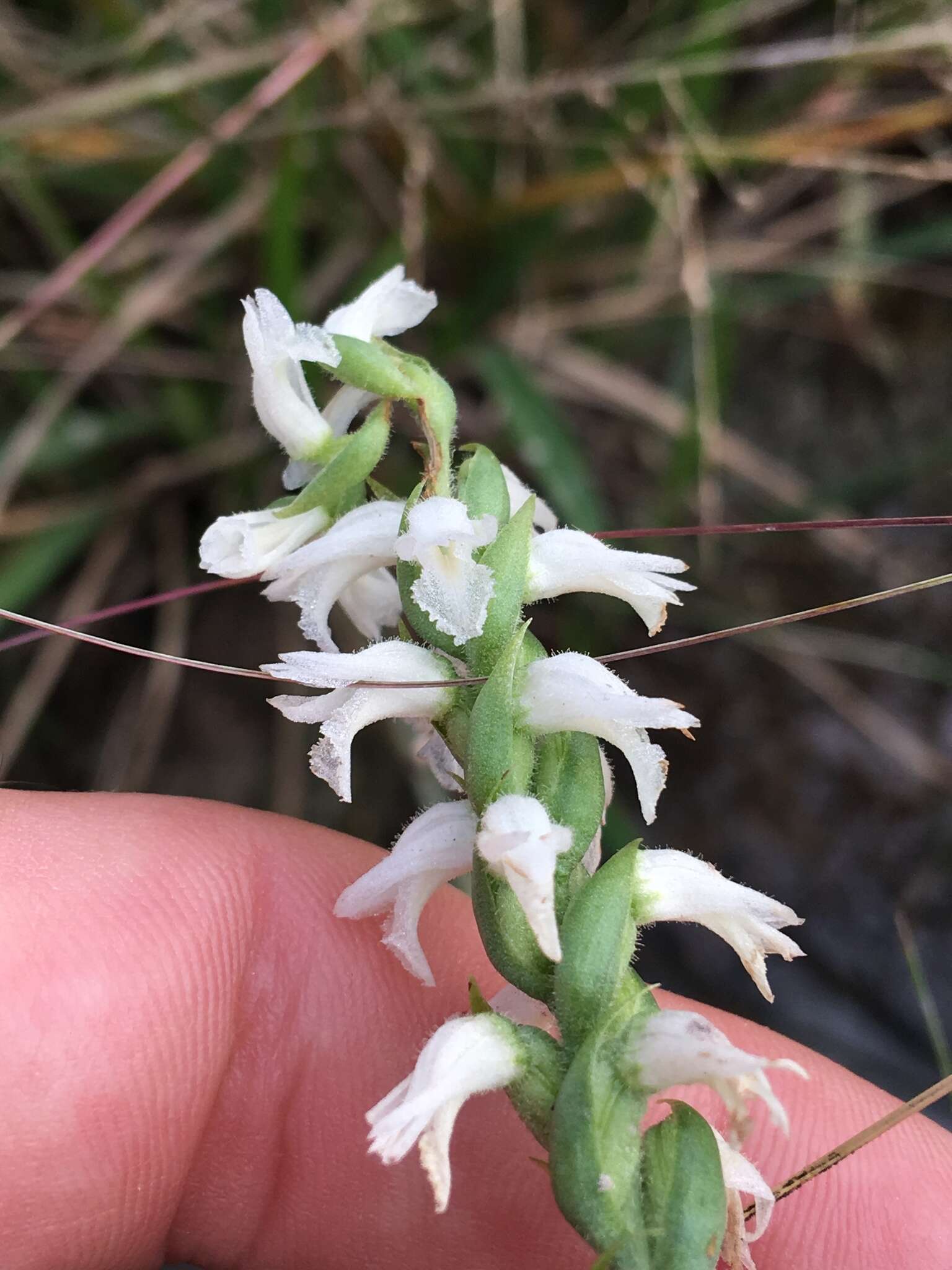 Image of Nodding lady's tresses