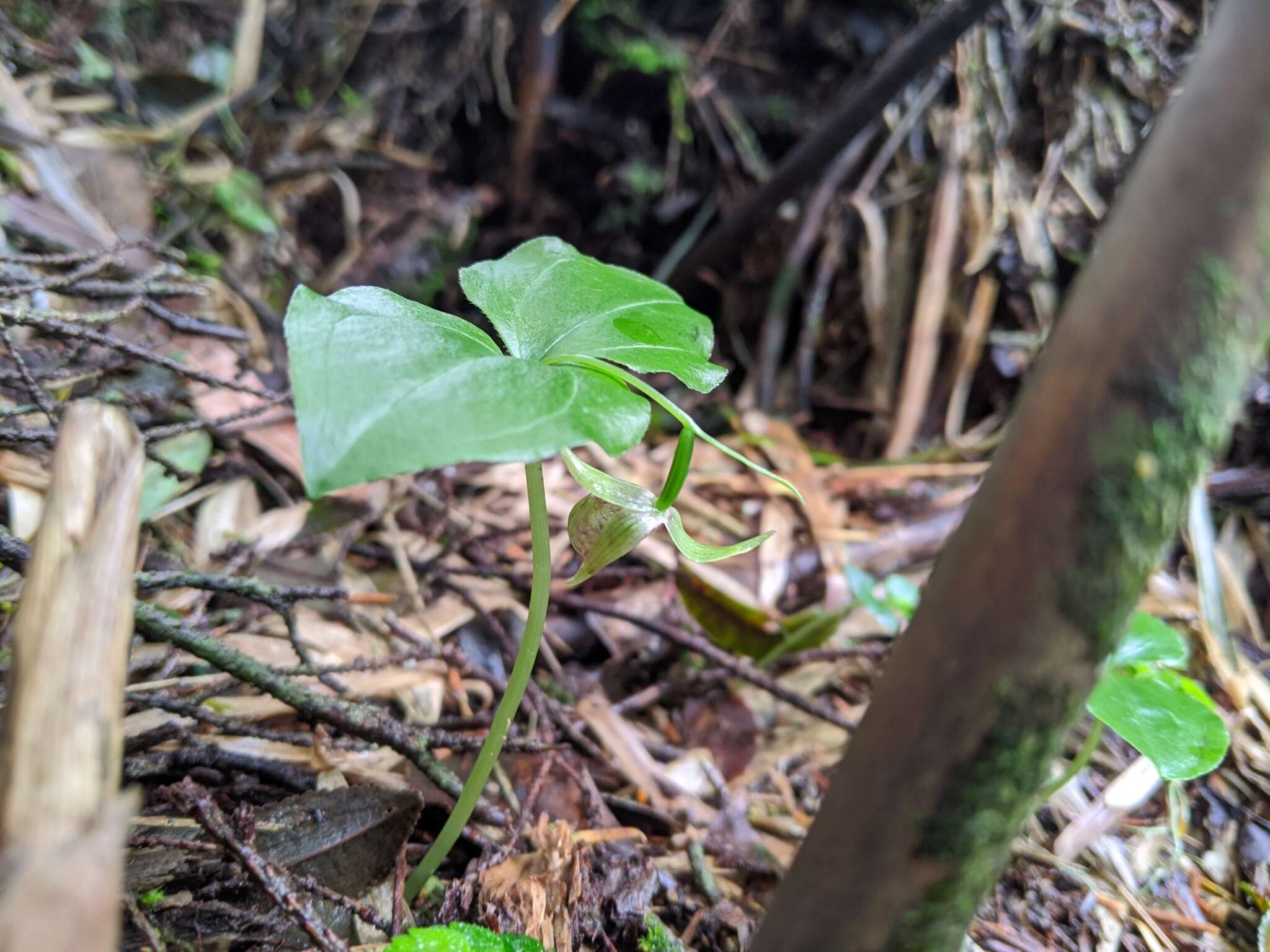 Image of Cypripedium debile Rchb. fil.