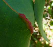 Image of Gall wasp