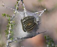 Image of Malacosoma californica Packard 1864