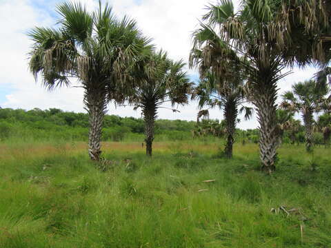 Image of Rio Grande palmetto